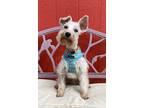 Adopt Tessa a White - with Tan, Yellow or Fawn Schnauzer (Miniature) / Terrier