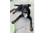 Adopt Franky a Labrador Retriever / Australian Kelpie / Mixed dog in Cave Creek