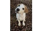 Adopt Fancy a Terrier (Unknown Type, Medium) / Jack Russell Terrier / Mixed dog