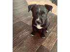 Adopt Fable a Border Collie / Labrador Retriever / Mixed dog in Cave Creek