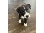 Adopt Fiesta a Border Collie / Labrador Retriever / Mixed dog in Cave Creek