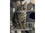 Adopt Tally a Brown Tabby Domestic Shorthair / Mixed (short coat) cat in Eau