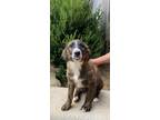 Adopt Glory a Brindle Golden Retriever / German Shepherd Dog / Mixed dog in