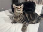 Adopt Lottie a Brown Tabby Domestic Mediumhair / Mixed cat in Phillipsburg