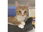 Adopt Abby a Orange or Red Domestic Shorthair / Mixed cat in Phillipsburg
