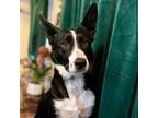 Adopt Dixie G. a Black - with White Border Collie / Mixed dog in Summit