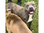 Adopt Matilda G. a Brindle - with White American Pit Bull Terrier / Mixed dog in