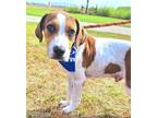 Adopt Luke G. a White - with Brown or Chocolate Beagle / Foxhound / Mixed dog in