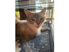 Adopt Missy Popoki a Domestic Shorthair (short coat) cat in Mooresville