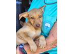 Adopt Jazzy a Red/Golden/Orange/Chestnut Labrador Retriever / Chesapeake Bay