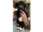 Adopt Dojo a Black - with White Labrador Retriever / Fox Terrier (Smooth) /