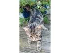 Adopt Tigger 2 a Gray, Blue or Silver Tabby Domestic Shorthair (short coat) cat