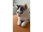 Adopt Star a White (Mostly) American Shorthair / Mixed cat in Griffin