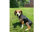 Adopt cliff a Tricolor (Tan/Brown & Black & White) Beagle / Dachshund / Mixed