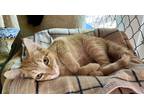 Adopt Augustus (Pending Adoption) a Orange or Red Tabby Domestic Shorthair