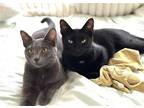 Adopt Daphne and Coco, beautiful sweet sisters! a Gray or Blue Russian Blue /