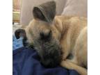 Adopt Shirley G. a Tan/Yellow/Fawn Border Terrier / Schnauzer (Miniature) /
