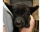 Adopt CasaHouse a Black Labrador Retriever / Corgi / Mixed dog in Southbury