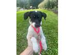 Adopt Clairee a White - with Black Retriever (Unknown Type) / Collie dog in