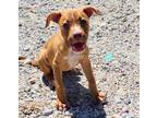 Adopt Aria a Red/Golden/Orange/Chestnut - with White Boxer / Pit Bull Terrier /