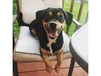 Adopt Ruby a Black - with Tan, Yellow or Fawn Beagle / Dachshund / Mixed dog in
