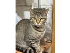 Adopt Uma a Tan or Fawn Tabby Domestic Shorthair / Mixed (short coat) cat in