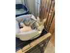 Adopt Baby a Gray, Blue or Silver Tabby Tabby (medium coat) cat in Port Aransas