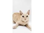 Adopt Wallen a Domestic Shorthair / Mixed cat in Muskegon, MI (39134612)