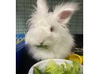 Adopt Chase a White Lionhead rabbit in Westford, MA (38903280)
