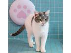 Adopt Rowdy a White Domestic Shorthair / Mixed (short coat) cat in Columbus