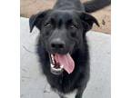 Adopt Rowdy a Black German Shepherd Dog / Australian Cattle Dog / Mixed dog in