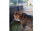 Adopt Meishue a Brown Tabby Domestic Shorthair / Mixed (short coat) cat in