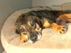 Adopt Eris perfect Adult 40 pounds Submissive/Sweet a Hound (Unknown Type) /