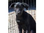 Adopt Timon a Black Labrador Retriever / Shepherd (Unknown Type) / Mixed dog in