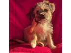Adopt Charlie a Red/Golden/Orange/Chestnut Shih Tzu / Mixed dog in Memphis