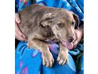 Adopt Makena a Brown/Chocolate - with Tan Labrador Retriever / Beagle / Mixed