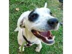 Adopt MaryLou a White - with Tan, Yellow or Fawn Pointer / Mixed dog in Denison