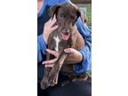 Adopt Wailea a Brown/Chocolate - with White Labrador Retriever / Beagle / Mixed