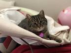 Adopt Prancy a Brown Tabby American Shorthair / Mixed (medium coat) cat in