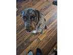 Adopt Monty a Merle Australian Cattle Dog / Bernese Mountain Dog / Mixed dog in