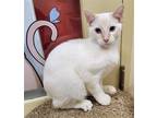 Adopt Wayne a Cream or Ivory (Mostly) Siamese / Mixed cat in Phoenix