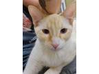 Adopt Kaine a Cream or Ivory (Mostly) Siamese / Mixed cat in Phoenix