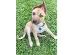 Adopt Yellow Ranger a Tan/Yellow/Fawn Pit Bull Terrier dog in Portland