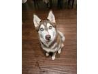 Adopt Ewok a Brown/Chocolate - with White Husky / Mixed dog in Fort Oglethorpe