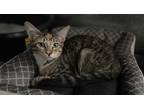 Adopt Diana a Brown Tabby Domestic Shorthair (short coat) cat in Port Aransas