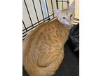 Adopt Junior a Orange or Red Tabby (medium coat) cat in Port Aransas