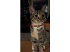 Adopt Peep a Brown Tabby American Shorthair / Mixed (short coat) cat in Rialto