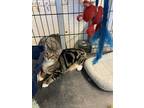 Adopt Rocky a Brown Tabby Domestic Shorthair (medium coat) cat in Port Aransas