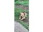 Adopt Timothy a Tan/Yellow/Fawn - with Black Border Terrier / Mixed dog in