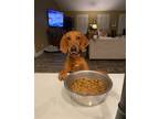 Adopt Grainger a Red/Golden/Orange/Chestnut Redbone Coonhound / Mixed dog in